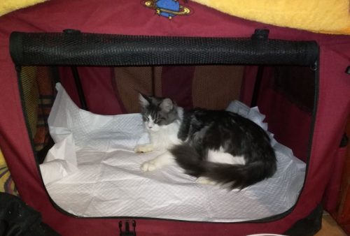 birthing box cat