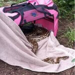 convservation snake
