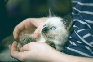 introduce kitten 02