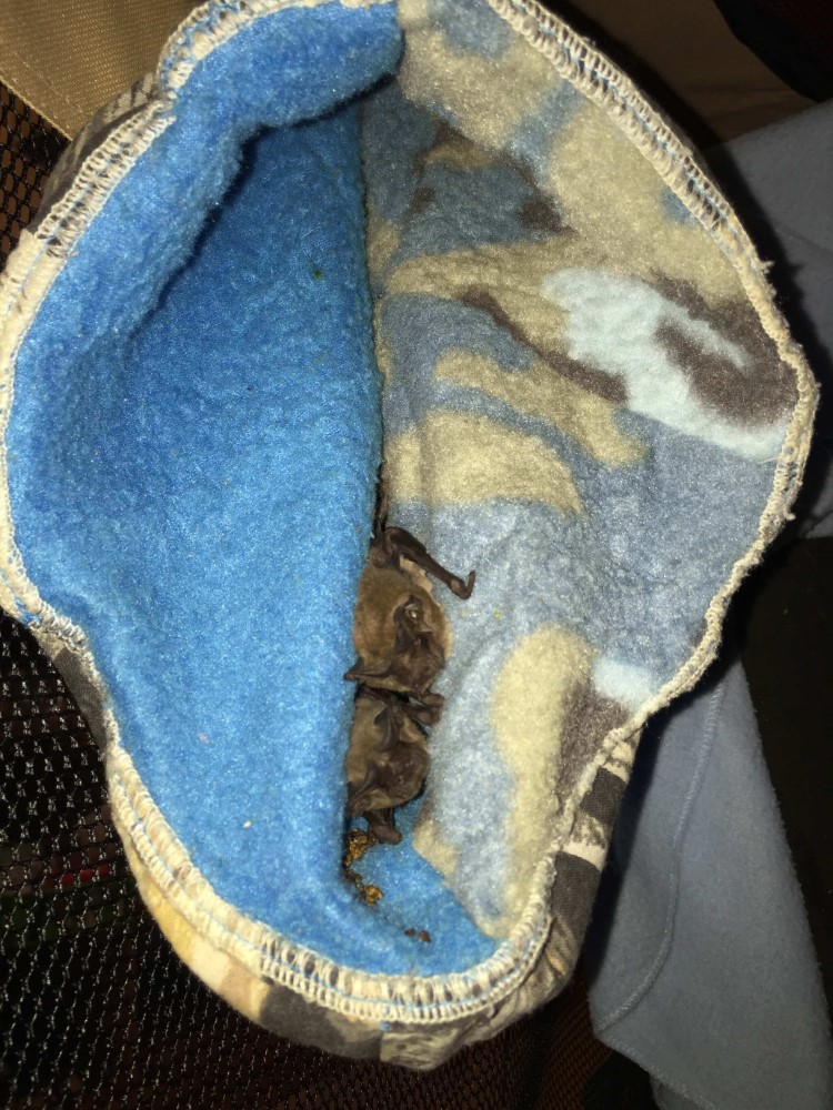 bat playpen cozy