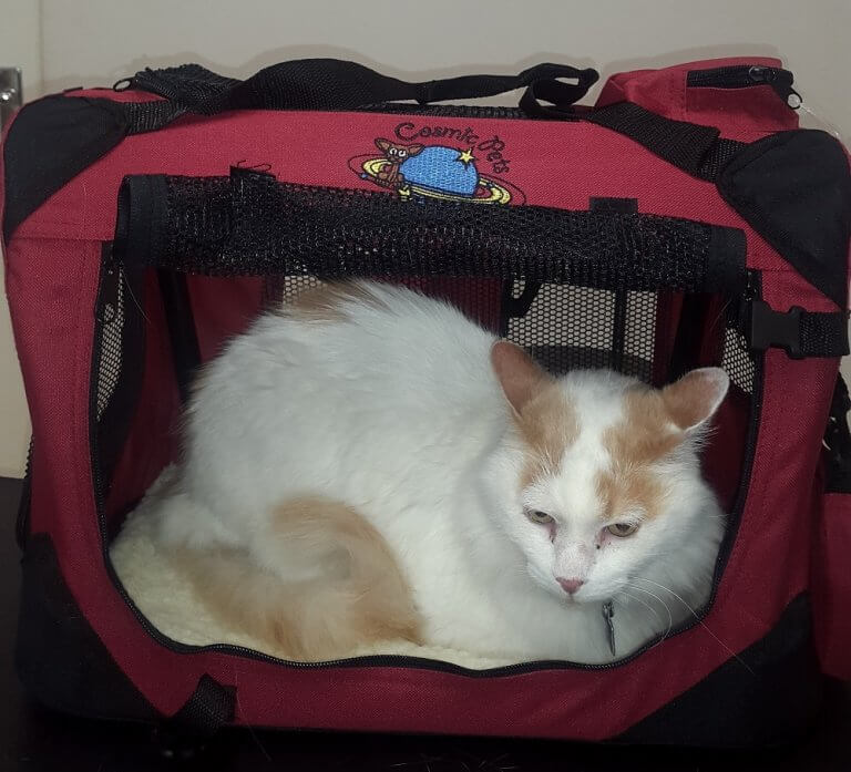 cat travel 02