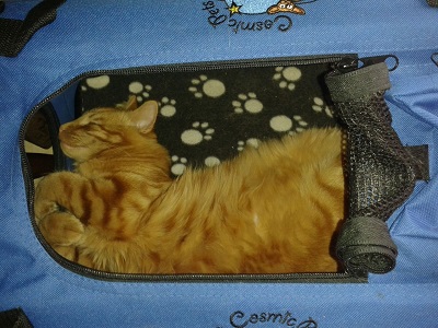 cat travel 03